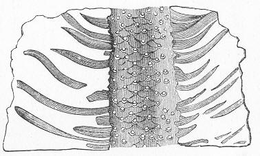 Fig. 112