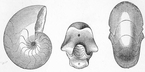 Fig. 201